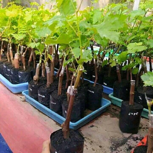 BIBIT ANGGUR IMPORT NINEL (asli grafting) (bibit anggur stek/grafting) bibit anggur murah