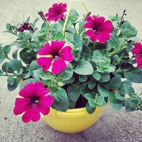 JTTOP" TANAMAN GANTUNG PITONIA BUNGA PING BIRU RANDOM RIMBUN PLUS POT