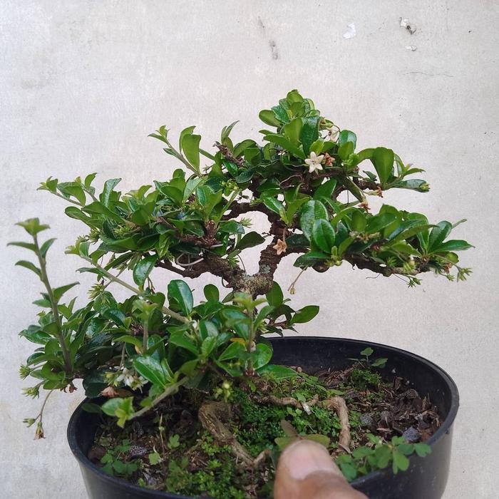JTTOP" BONSAI HOKIANTI JADI TINGGAL PAJANG