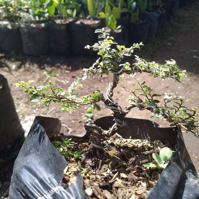 JTTOP" BONSAI ULMUS MIKRO MAME SUDAH ROSES BATANG.
