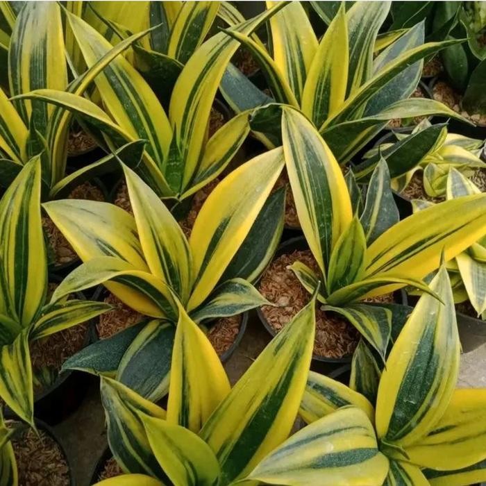 JTTOP" TANAMAN HIAS SENSIVERA GOLD FLAME REMAJA - SENSIVERA GOLD FLAME