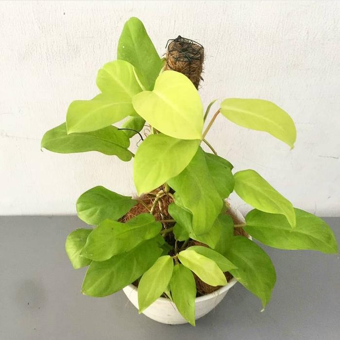 JTTOP" TANAMAN HIAS SIRIH GADING CENTONG KUNING - SIRIH GADING LEMON