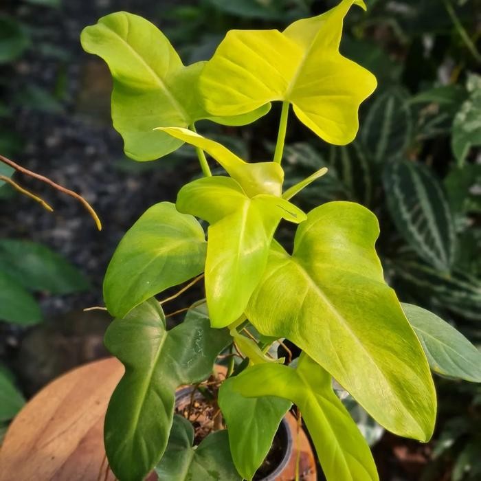 JTTOP" TANAMAN HIAS PHILODENDRON VIOLIN GOLDEN - VIOLIN GOLDEN