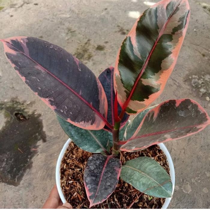 JTTOP" TANAMAN HIAS KARET KEBO FICUS ELASTICA RUBY - KARET KEBO RUBY