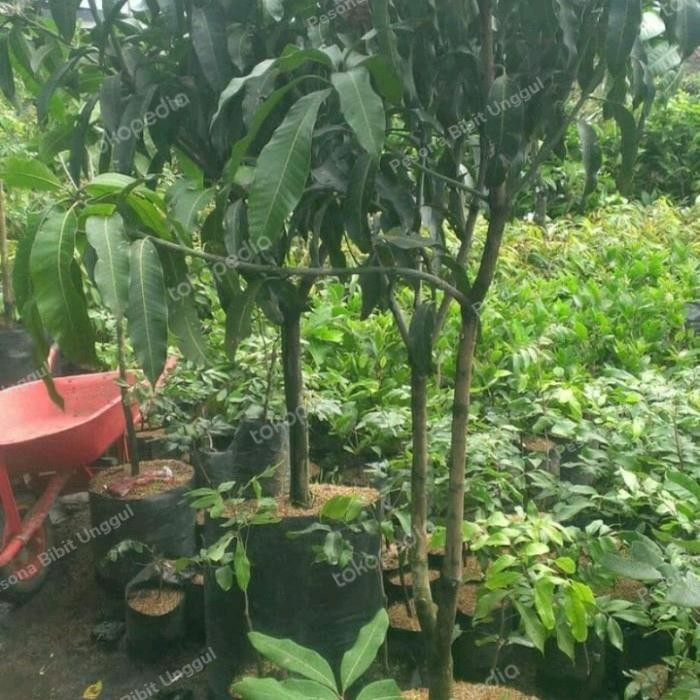 Bibit Mangga Harum Manis Probolinggo Tinggi 2 Meter Batang Besar