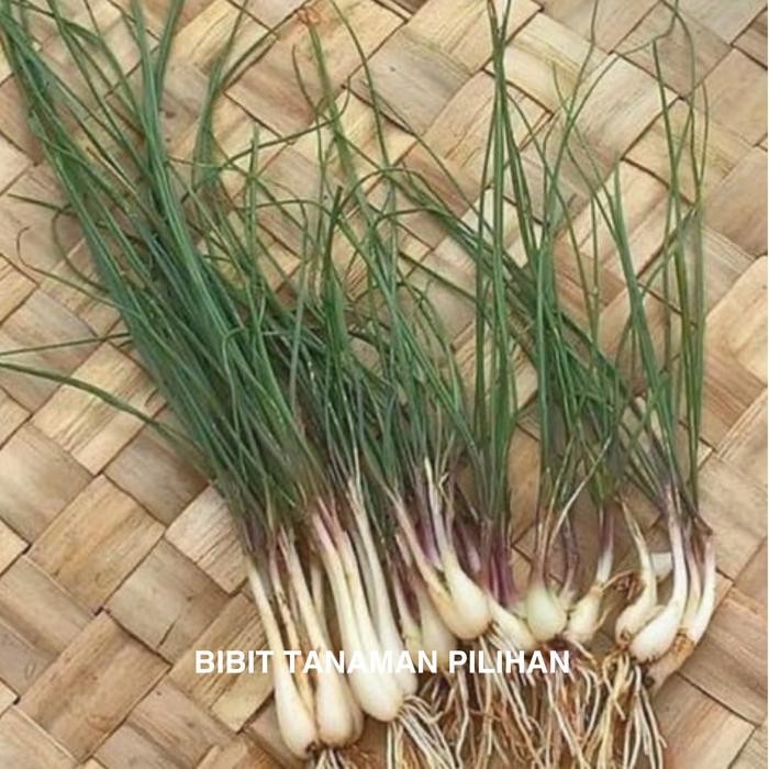 Bibit daun bawang batak lokio tanaman lunkio kucai herbal medan sayur