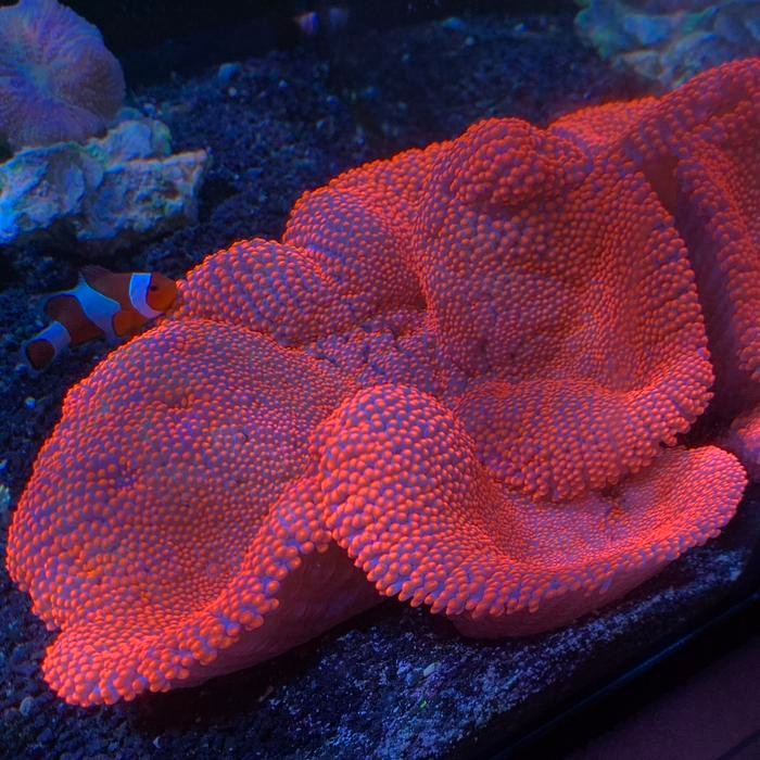 Anemon Karpet Merah size 25cm