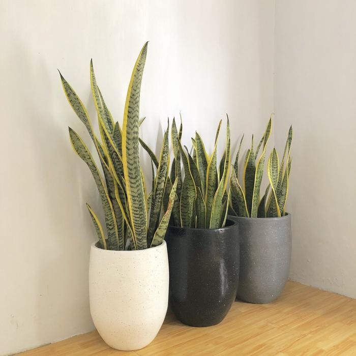 Terbaru Pot Gerabah Tanah Liat Aesthetic Besar - Vas Bunga Besar Tanaman Pot Bunga Nursery Gold Pot