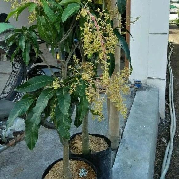 

Terlaris Bibit Mangga Khiojay Berbunga Batang Besar