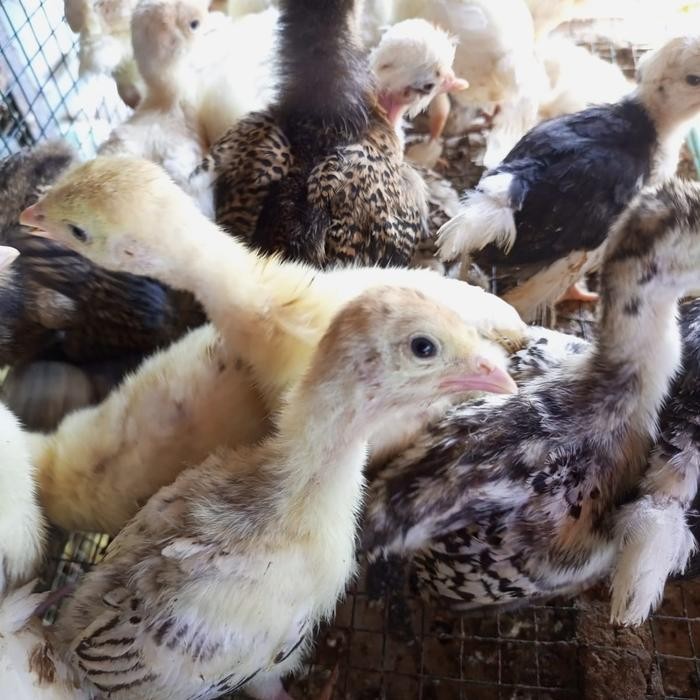 

Terlaris Ayam Kalkun - Kalkun Asli - Bibit Kalkun