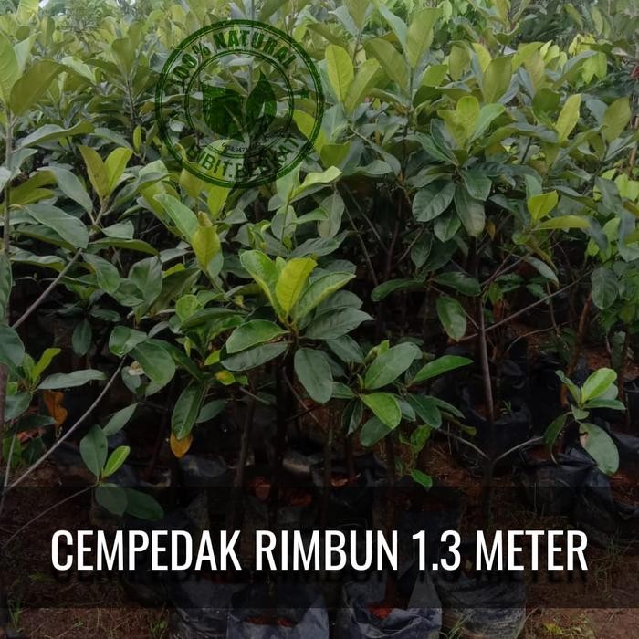

Terlaris Bibit Cempedak Rimbun 1.3 Meter