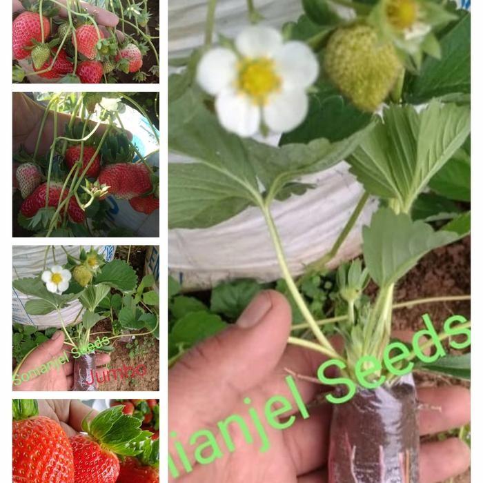 

Terlaris 10 Jenis Bibit Strawberry