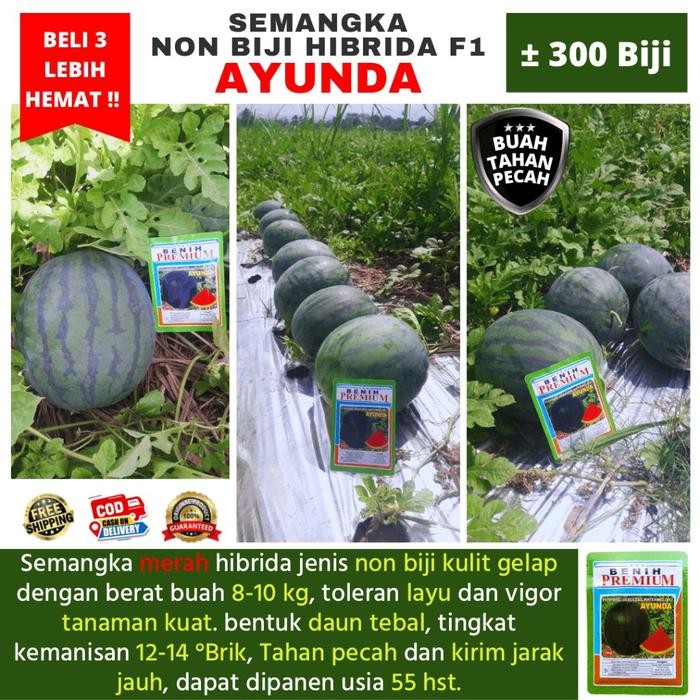 

Terlaris [Beli 3 Lebih Hemat] (Cod) Bibit Benih Semangka Jumbo Non Biji Hibrida F1 Ayunda 300 Biji