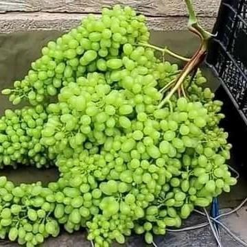 

Terlaris Bibit Anggur Import Heliodor Garansi Valid 100%