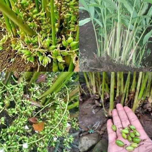 

Terlaris 10 Bibit Kapulaga India /Hijau Green Super