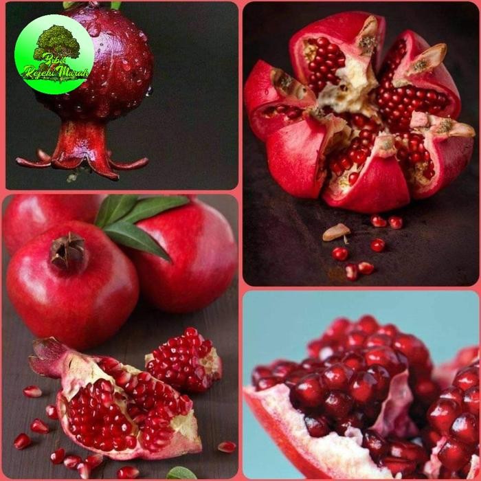 

Terlaris Terlaris Bibit Delima Merah Turki Super Jumbo (Giant Pomegranate)