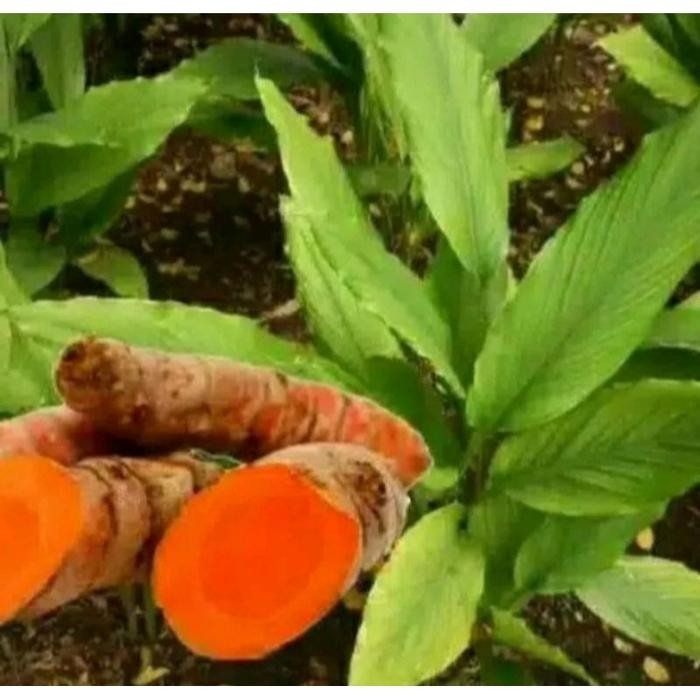 

Terlaris Bibit Tanaman Kunyit Kuning Sayur Dan Herbal