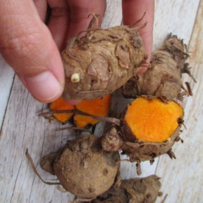 

Terlaris Kepala Kunyit / Biang Kunyit - 250Gr