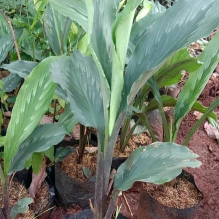 

Terlaris #Bibit Kunyit Putih, Kunyit Herbal Asli 100%