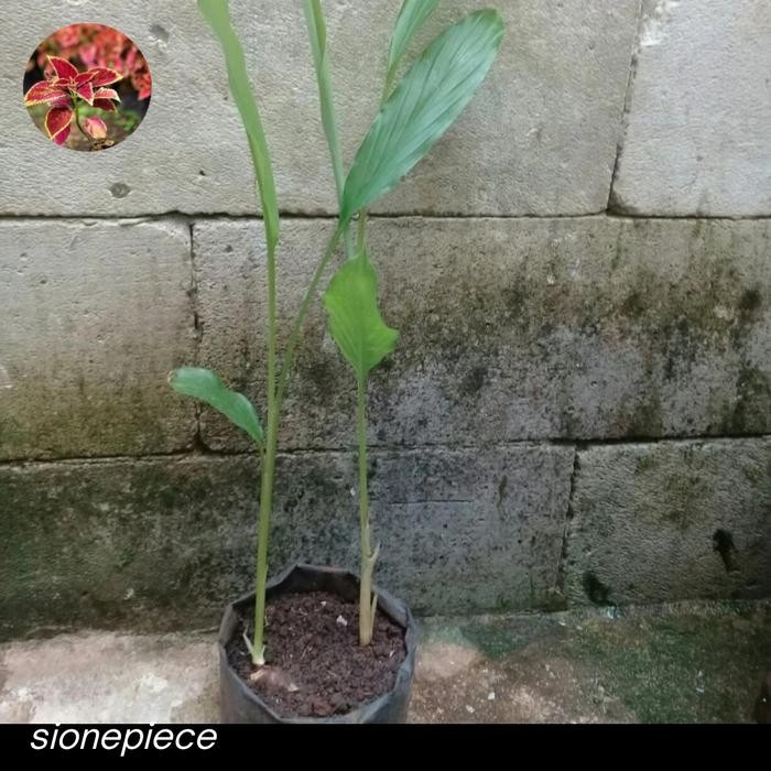 

Terlaris (Promo) Bibit Tanaman Kunyit