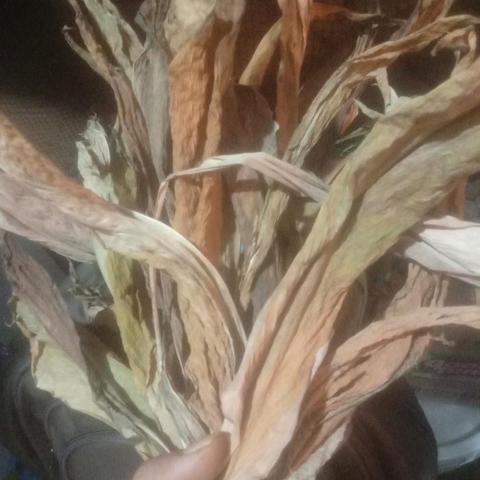 

Terlaris Daun Kunyit Kering 1Kg