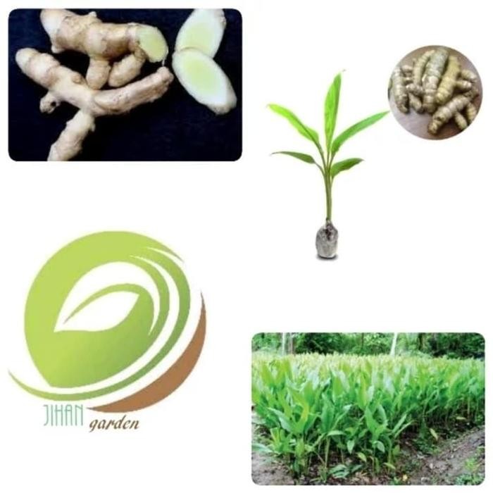 

Terlaris Bibit Tanaman Kunyit Putih/Temu Putih (Obat Herbal)