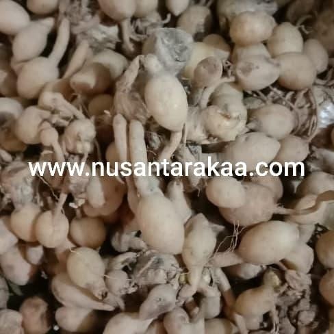 

Terlaris Kunyit Putih Kemasan 500 Gr