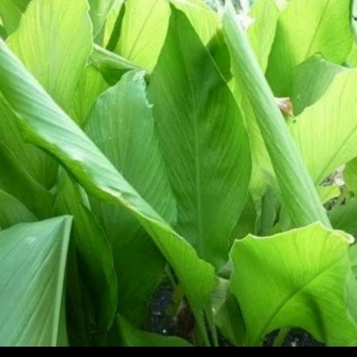 

Terlaris Daun Kunyit