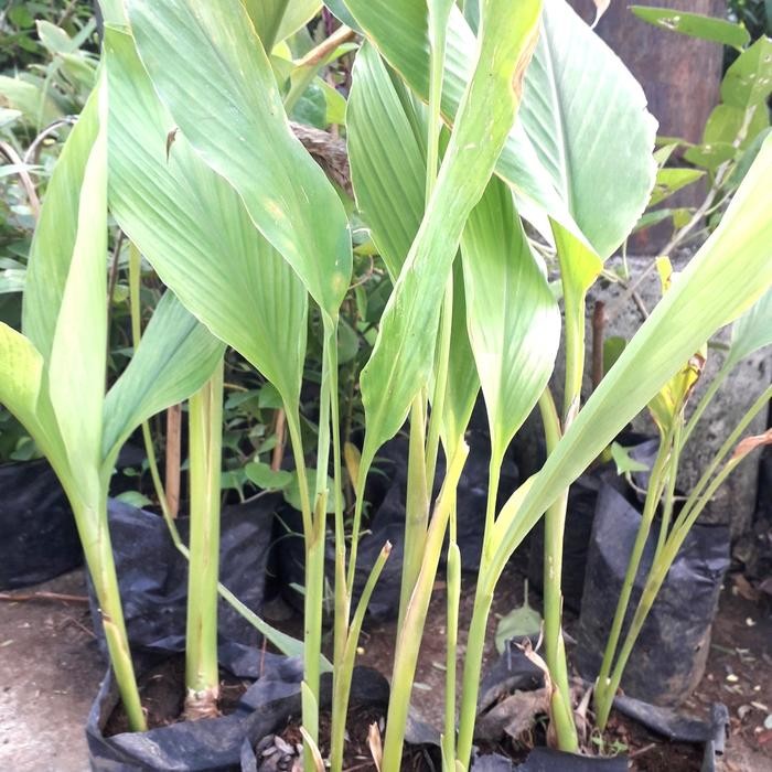 

Terlaris Tanaman Herbat/ Bibit/Pohon Kunyit