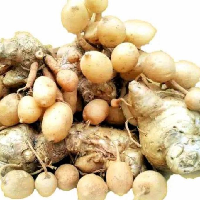 

Terlaris Kunyit Putih Segar 250Gr