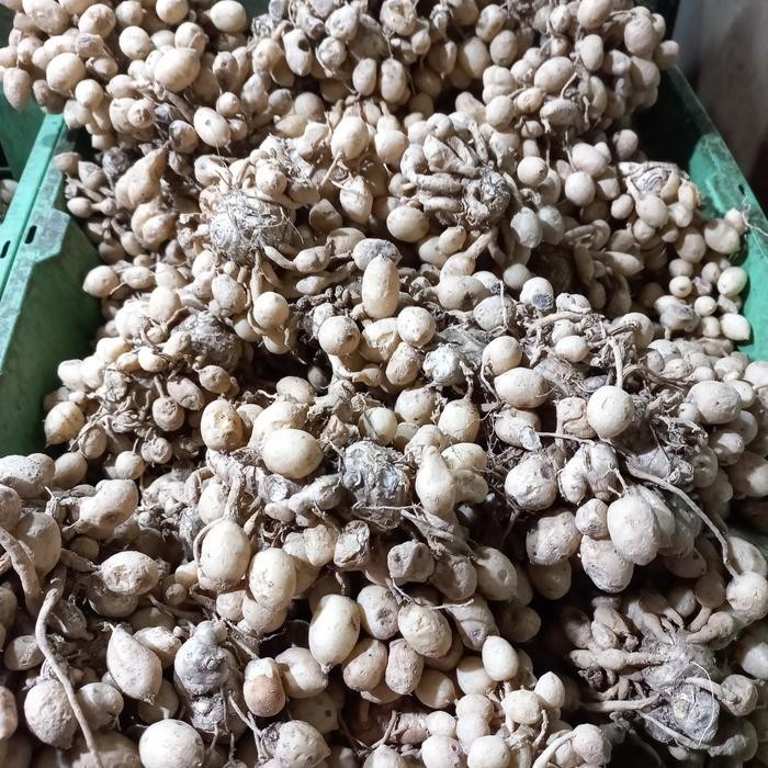 

Terlaris Kunyit Putih White Tumeric Fresh 1000Gr