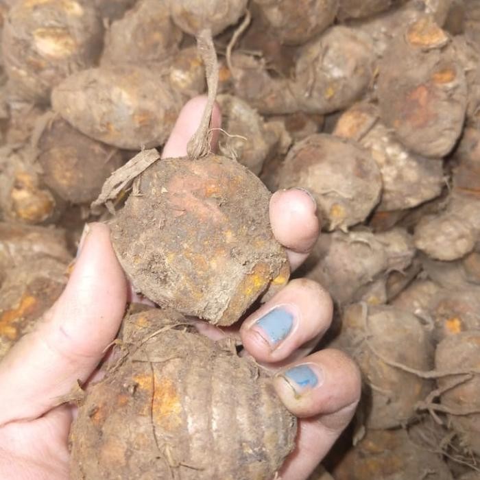 

Terlaris Biang Kunyit 1Kg