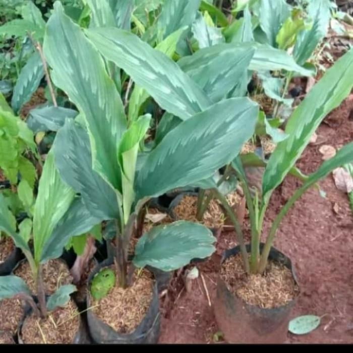 

Terlaris Bibit Tanaman Kunyit Putih/ Kunir Putih Herbal