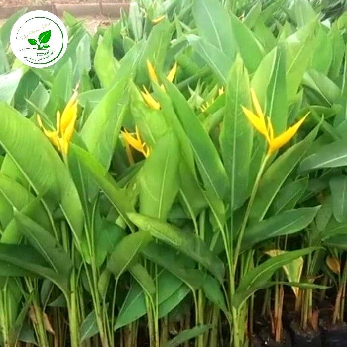 pisang pisangan golden heliconia