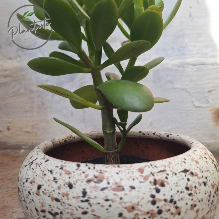 Crassula Ovata Jade Plant Pottery Set Tanaman Giok Tanaman Keberuntungan Plantaste