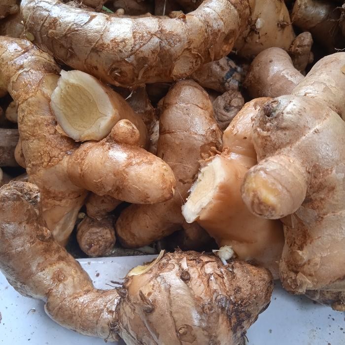 

Terlaris Kunyit Putih Segar 500 Gram Zedoaria