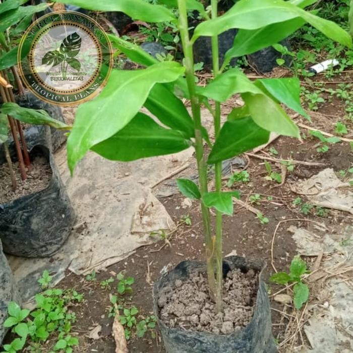 

Terlaris Bibit Pohon Kunyit / Tanaman Herbal