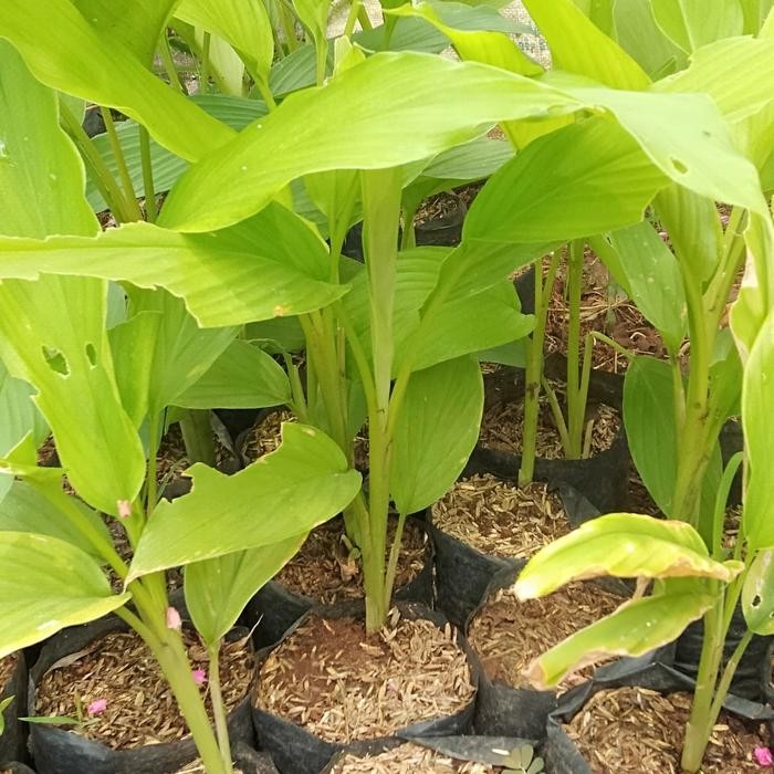 

Terlaris Pohon Kunyit