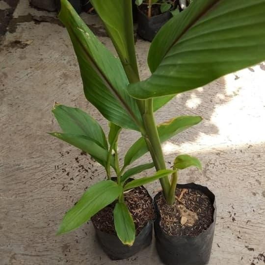 

Terlaris Tanaman Herbal Kunyit