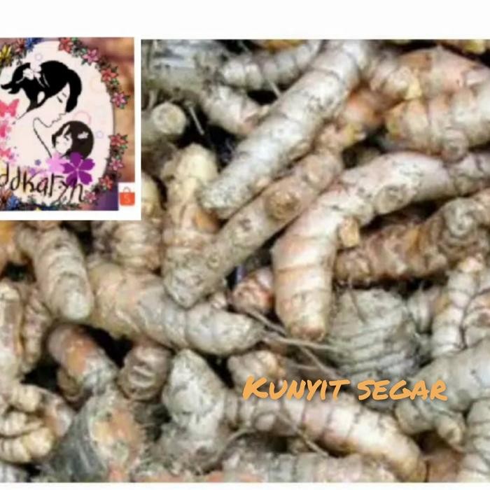 

Terlaris Kunyit Segar/Kunyit Glondongan 1 Kg