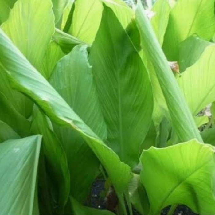 

Terlaris Daun Kunyit Segar 100 Gram