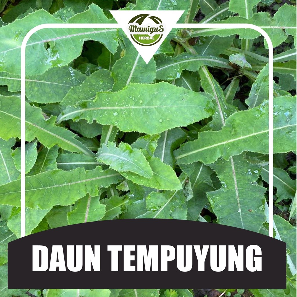 

TERMURAH!! Daun Tempuyung Segar (250 gram)