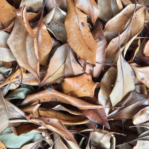 

TERMURAH!! Daun Cengkeh (Kering) Herbal Rempah Organik