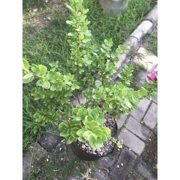 santigi mawar Daun Bulat