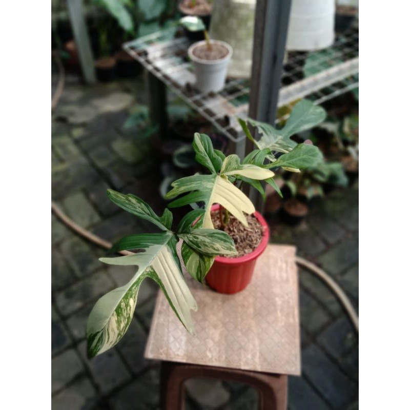 philodendron flobe narrow variegata