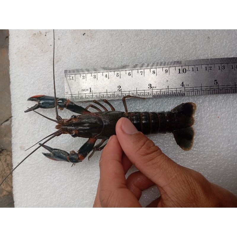 

Konter Makanan Lobster Air Tawar 4 Inch