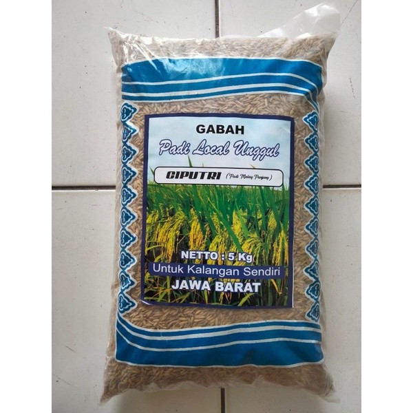 Benih Bibit Padi Ciputri / Ciherang Malay Panjang Kemasan 5kg