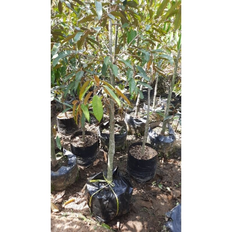 bibit durian SUDAH PERNAH berbunga montong & musangking, bawor, ochee, cocok tabulampot hasil