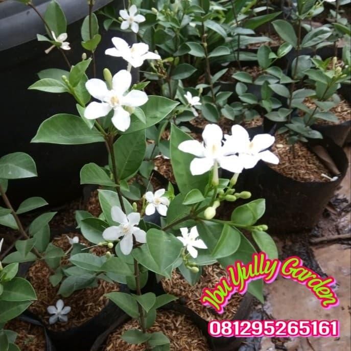 

Tanaman Melati Yasmin atau Jasmine bisa untuk bibit bonsai