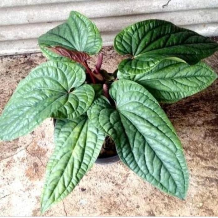 

Tanaman Hias Bibit Antorium Sirih - Pohon Antorium